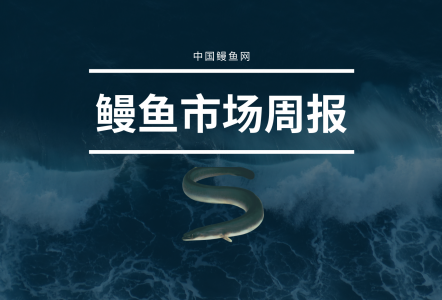 鰻魚(yú)市場(chǎng)周報(bào)