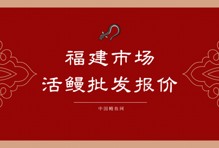 福建市場(chǎng)活鰻批發(fā)報(bào)價(jià)